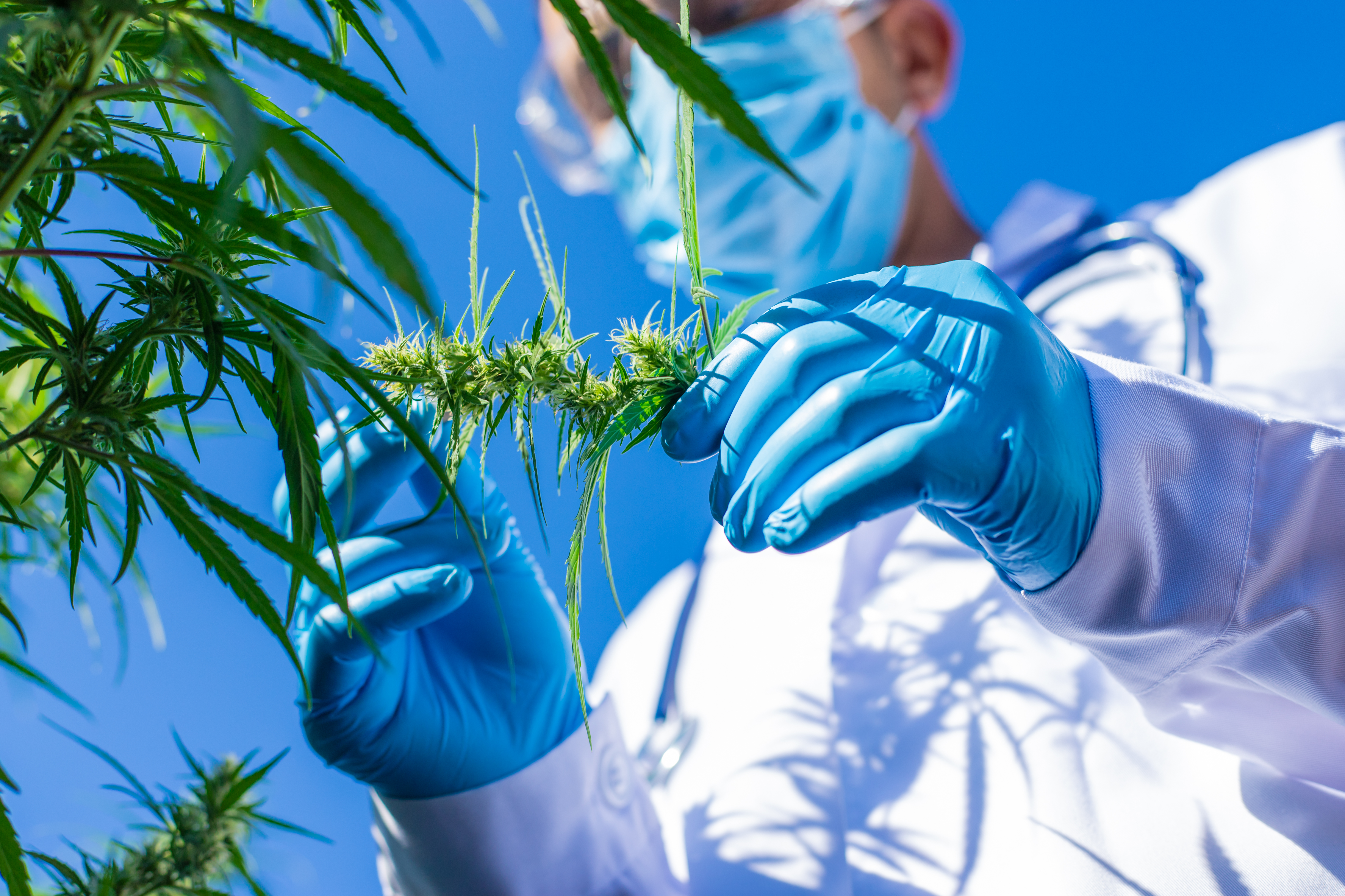 Consulta Médica Cannabis